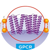 GPCR靶向藥物評價