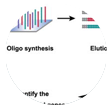 CRISPR-Cas9 sgRNA文庫合成